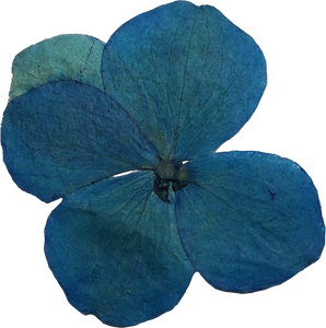 Blue Pressed Flower