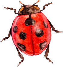 Watercolor Ladybug Insect Animal